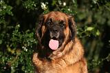 LEONBERG 999